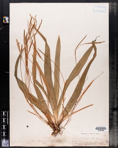 Carex platyphylla