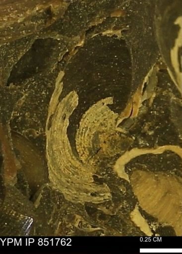 Limopsis striatopunctatus