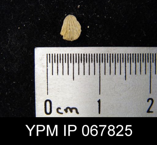 Camarotoechia bialveata