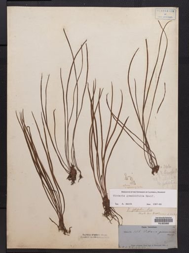 Vittaria