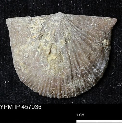 Stropheodonta sp.