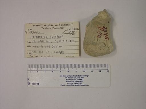 Teleoceras fossiger