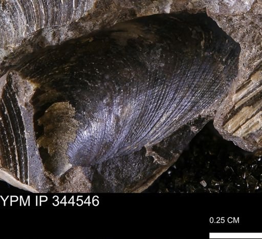 Limopsis striatopunctatus