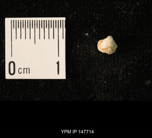 Ambocoelia planoconvexa