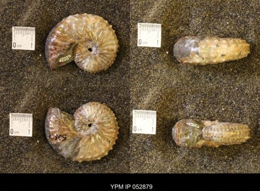 Discoscaphites gulosus