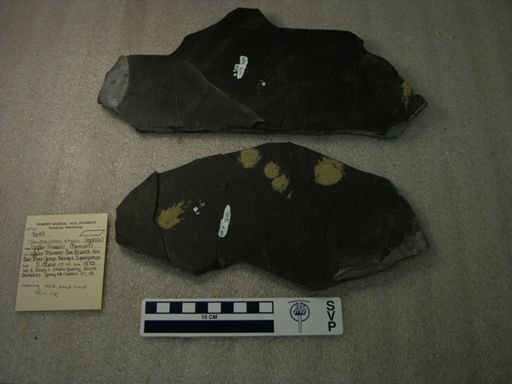 Tanytrachelos ahynis