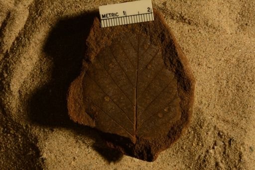Plantae