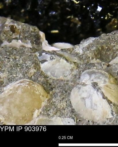 Corbulamella?