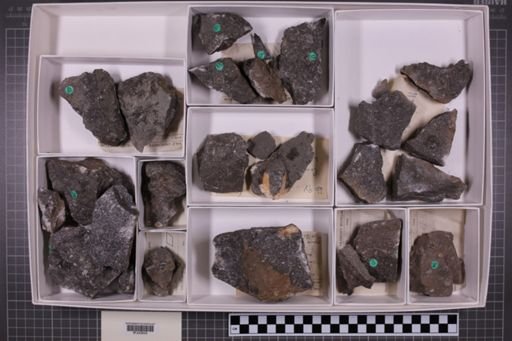 mixed taxa, stratigraphic collection