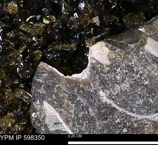 undet. Mollusca