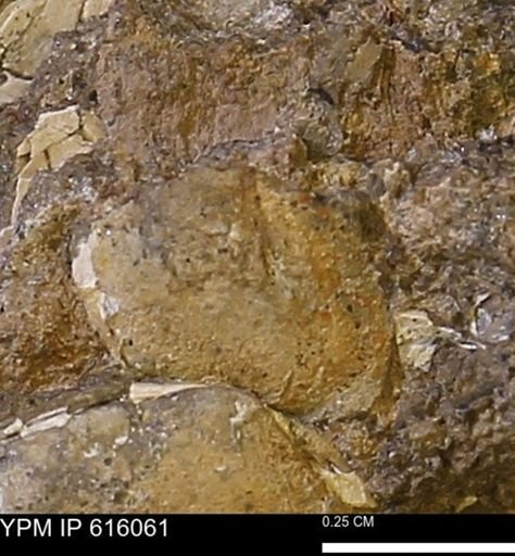 undet. Bivalvia
