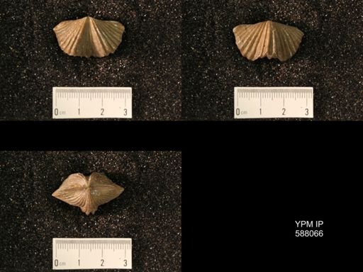 Platystrophia laticostata
