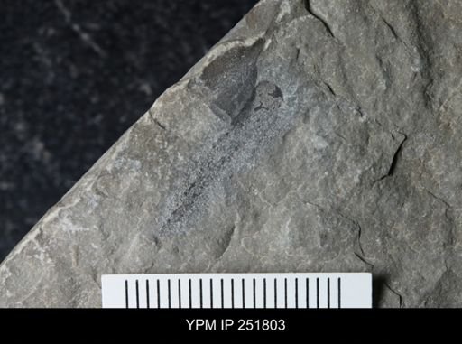 Cooksonia sp.
