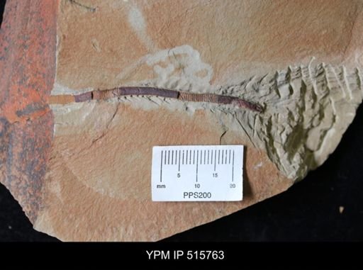 Ichnofossil
