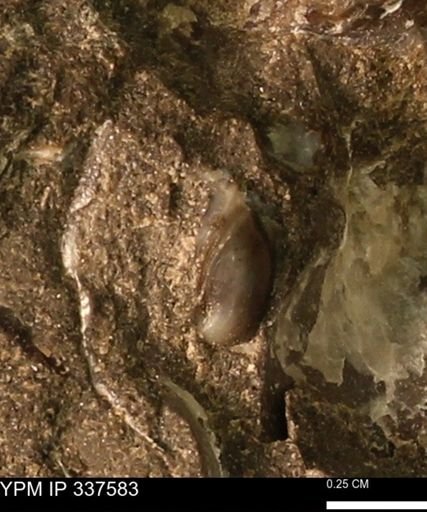undet. Bivalvia