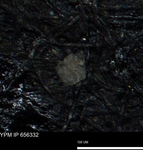 Coccolthiophyceae