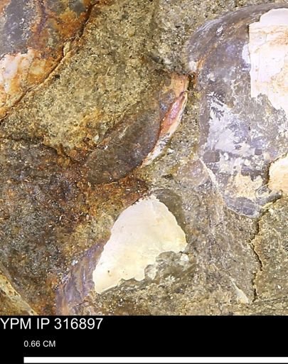 Phelopteria