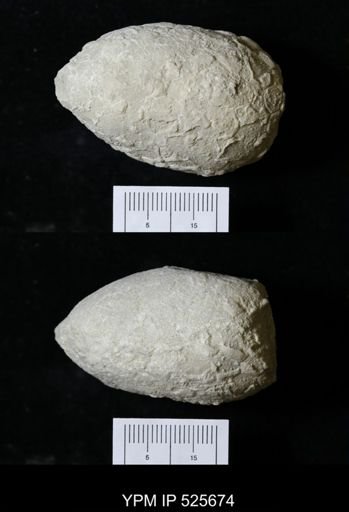 Holocystites sp.