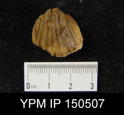 Orthorhynchula sp.