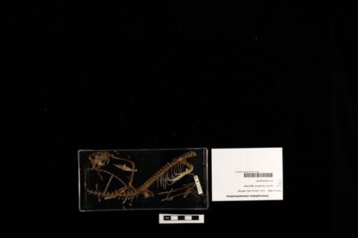 Gonocephalus chamaeleontinus