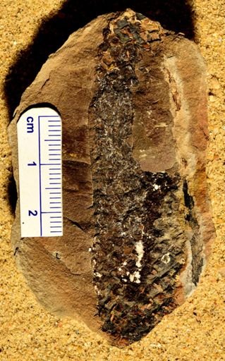 Lepidodendron rigens