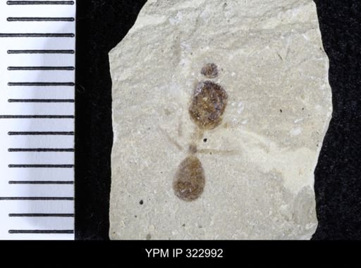 Liometopum pingue