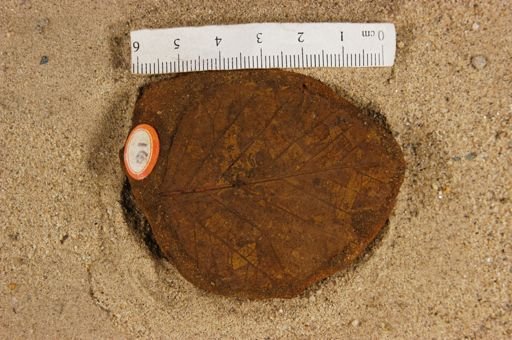 Betulites westii var. obtusus