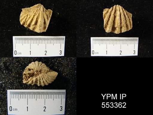 Delthyris sp.