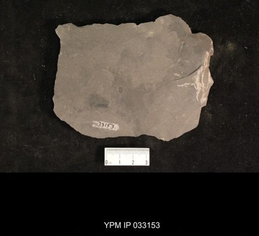 Mormolucoides articulatus