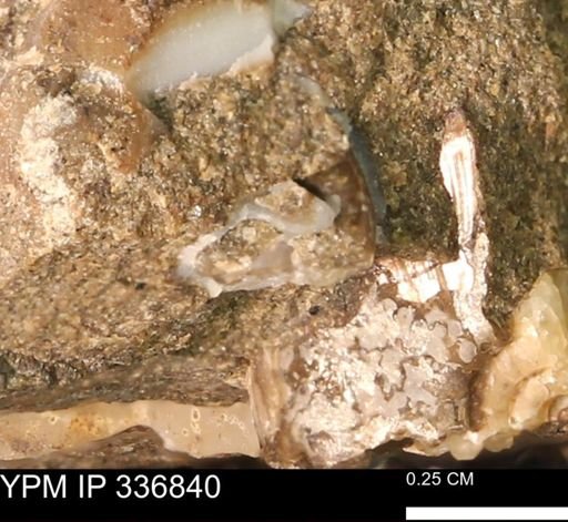 undet. Mollusca