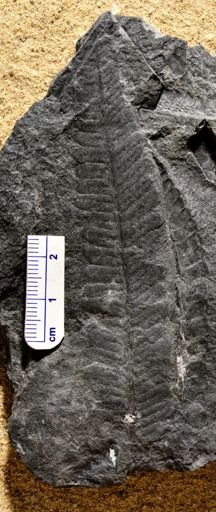 Pecopteris sp.