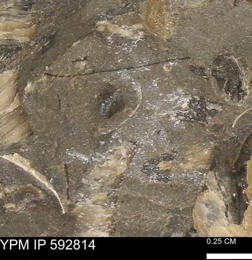 undet. Mollusca