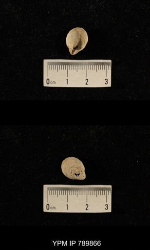 undet. Brachiopoda
