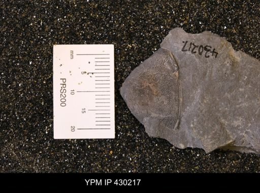 Dipleura dekayi