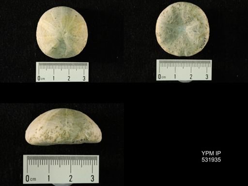Nucleolites orbicularis