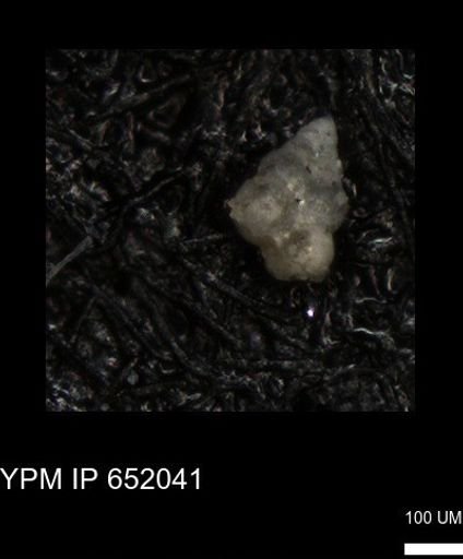 undet. Heterohelicidae
