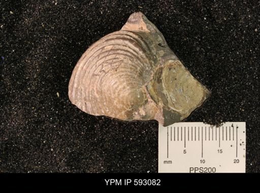 Inoceramus cuneatus