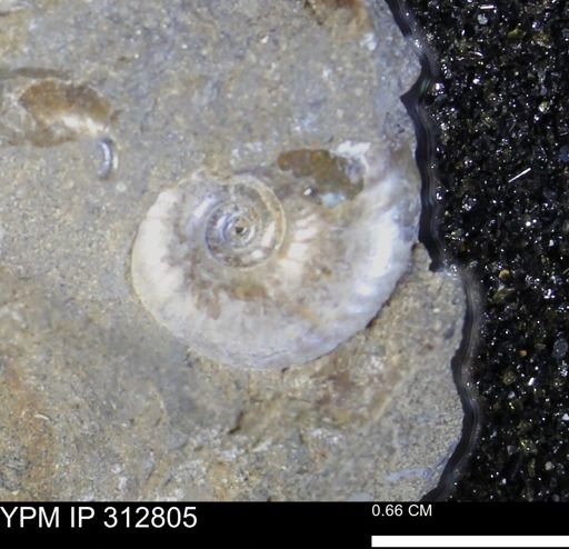 undet. Ammonoidea