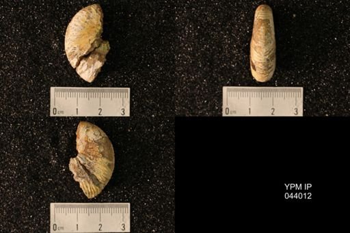Hoploscaphites nicolletii