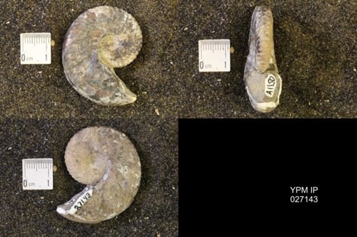 Hoploscaphites nicolletii