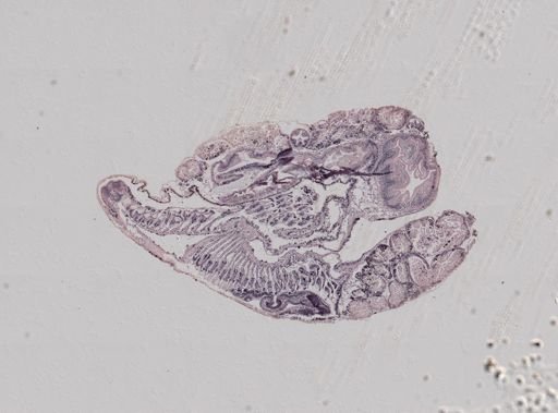 Crepidula fornicata