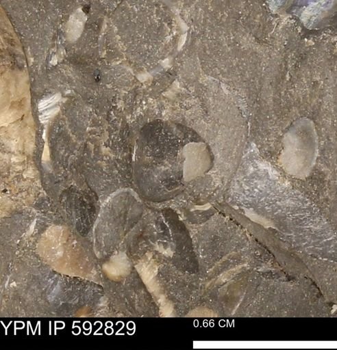 undet. Bivalvia