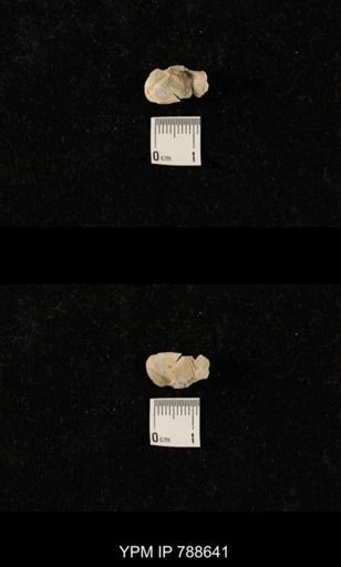 undet. Brachiopoda
