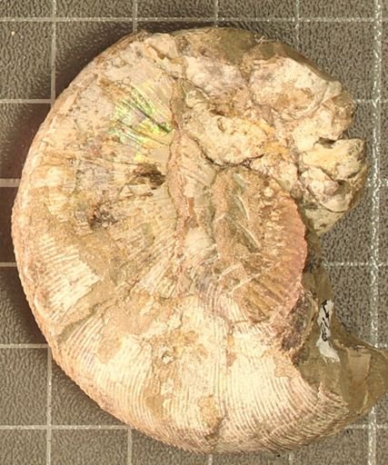 Hoploscaphites nicolletii