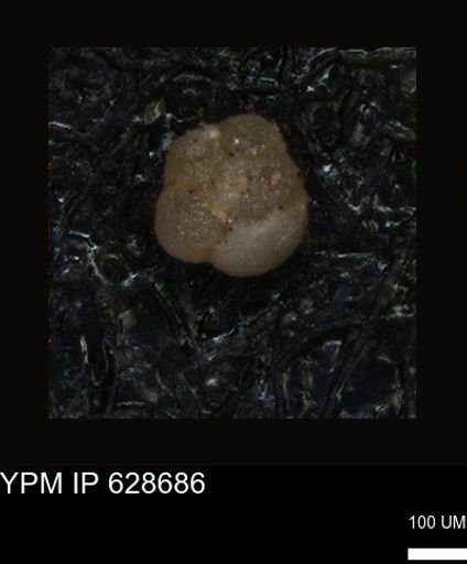 undet. Foraminiferida