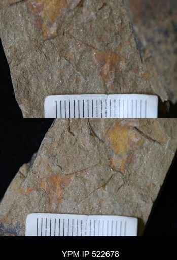 undet. Graptolithina