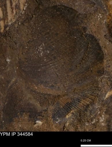 Limopsis striatopunctatus