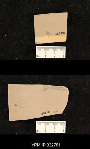 undet. Hexapoda