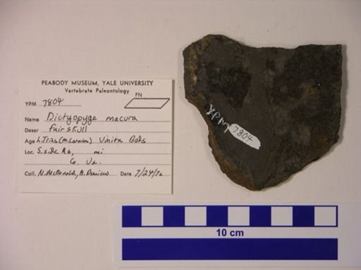 Dictyopyge macrura