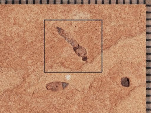 undet. Tipulidae